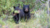 Mother-Son Duo Sentenced for Poaching Bear Cubs
