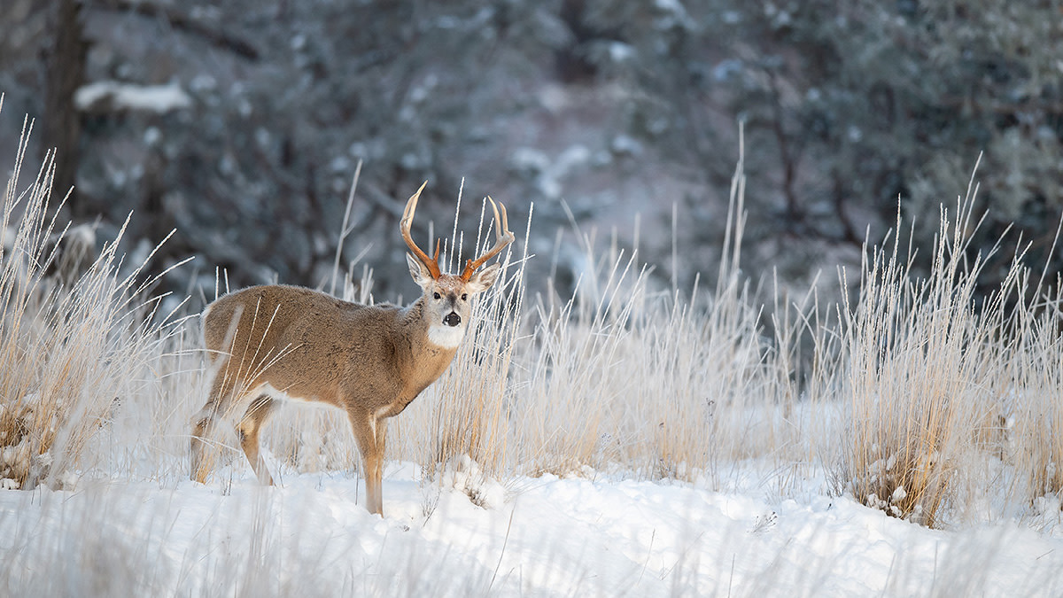 How to Arrow a Late-Season Buck