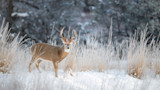 Buck with antlers standing in snowy field among tall dry grasses