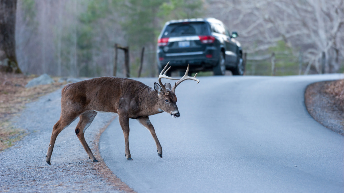 How to Kill an Urban Buck