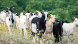 Herd of multicolored goats in a wildflower meadow