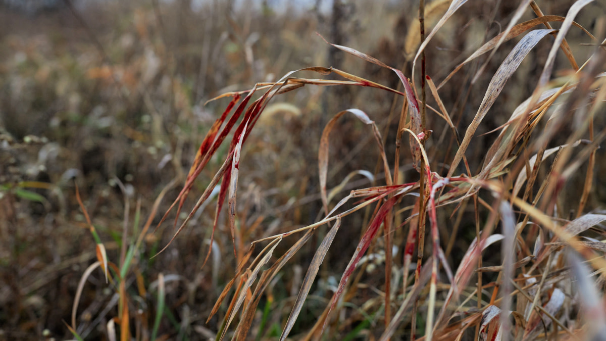 The Struggle of a Colorblind Outdoorsman