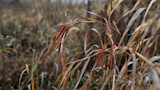 Red blood streaks on dry tall grass, close-up in a field