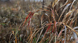 Red blood streaks on dry tall grass, close-up in a field