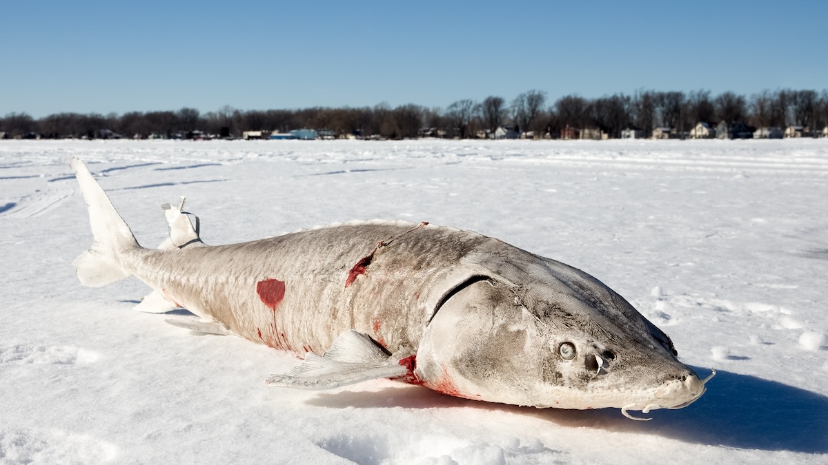 5 Of the Weirdest Things People Catch Through the Ice
