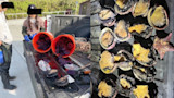 Orange buckets of purple sea urchins and rows of shucked abalone on pickup tailgate, two harvesters nearby