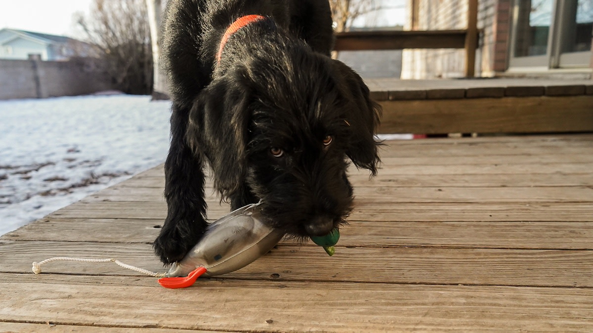 How to Keep Your Bird Dog Pup Off the Naughty List
