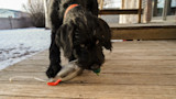 How to Keep Your Bird Dog Pup Off the Naughty List