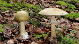 Grüne_Gift-Wulstling_Amanita_phalloides.jpg