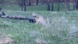 Coyote attacking turkey carcass in grassy field