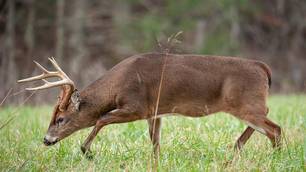 Corner-Cutting Winds: A Killer Way to Fool Big Bucks