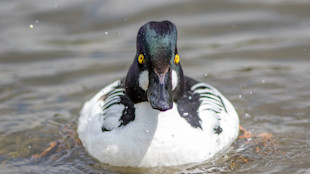 Male goldeneye duck facing camera, bright yellow eyes and black-and-white plumage floating on water