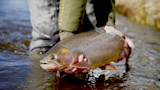 In Pursuit of the American Native Trout Grand Slam