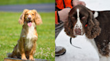 Breed Battles: Springer Spaniel vs. English Cocker
