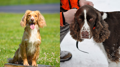 Two dogs side-by-side: golden dog sitting on grass; brown-and-white dog in snow with hands on collar