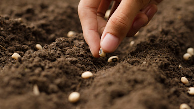 Hand planting black-eyed pea seed in loose soil