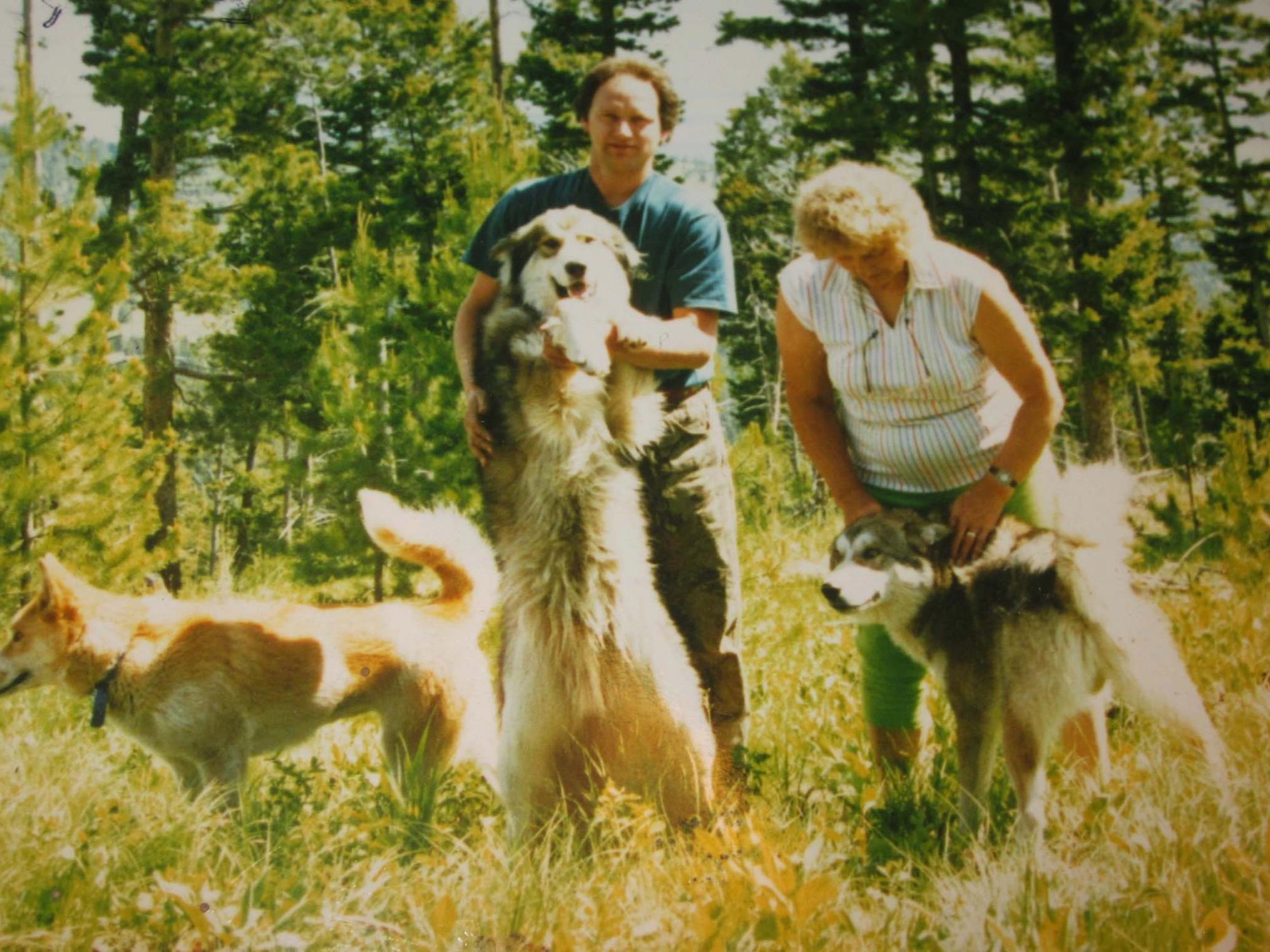 Three large dogs with man holding one upright while woman pets another in sunlit pine meadow