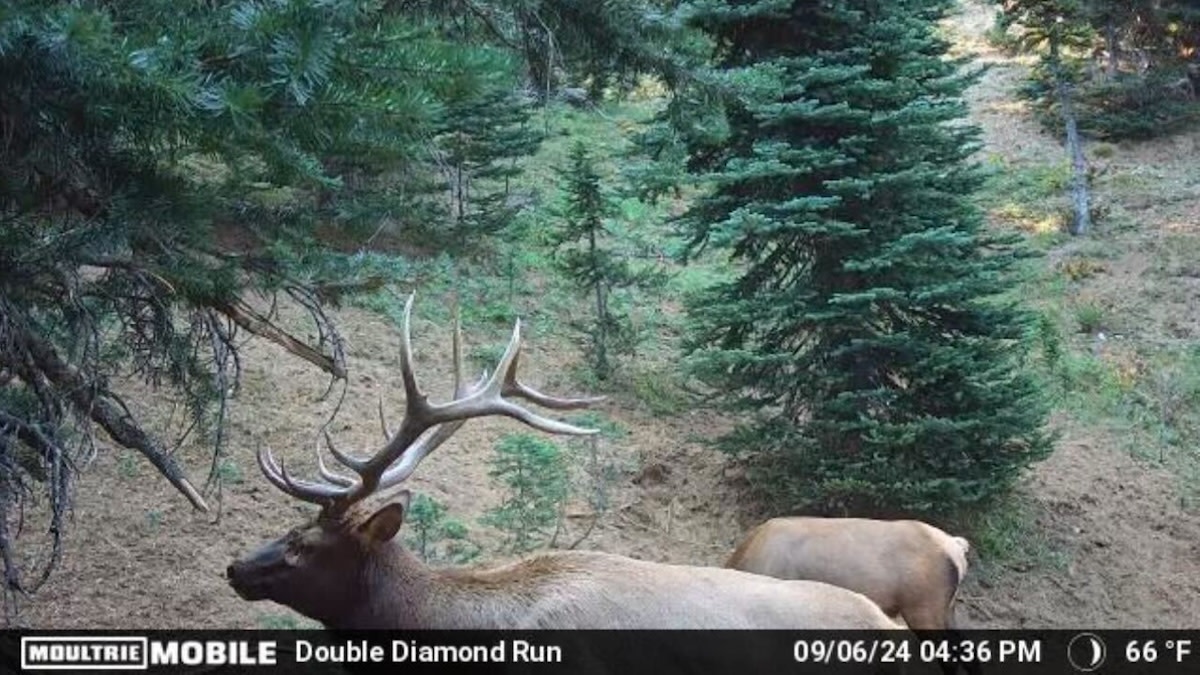 Trail Cam Photo Contest: Best Bull Elk Pics