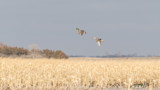 Are Flooded Cornfields Altering Duck Migrations?