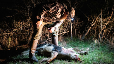 Hunter wearing camo and headlamp bending over a dead hog at night in brush