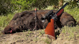Dead wild boar with arrow lodged, air rifle with scope resting on carcass