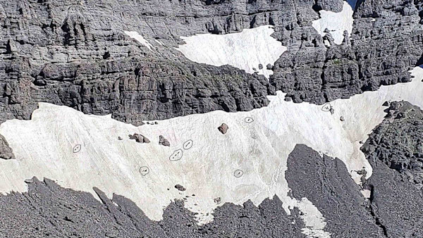 Photos: 13 Wolverines Chase Grizzlies Off Snowfield