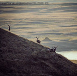 Several deer on a grassy slope above a river with layered rolling plains beyond
