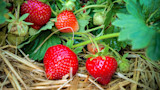 Video: How to Grow Strawberries