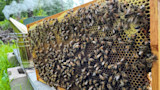 Honeycomb frame covered with bees, metal bee smoker releasing smoke beside it