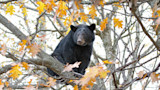 Black bear perched on a tree branch among yellow autumn leaves