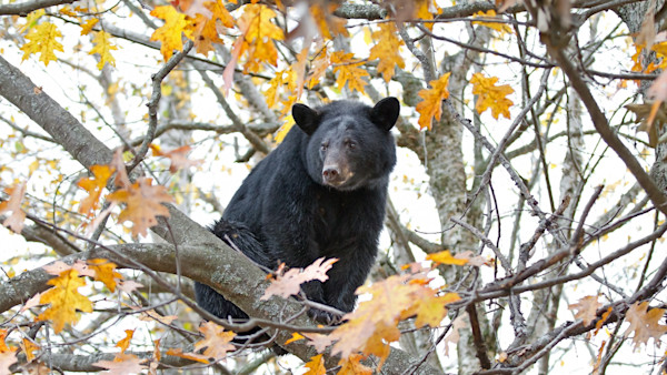 Hound Hunters Track Down Bear Responsible For Death of Arkansas Man
