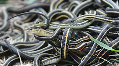 Many coiled garter snakes with yellow and orange stripes tangled on the ground