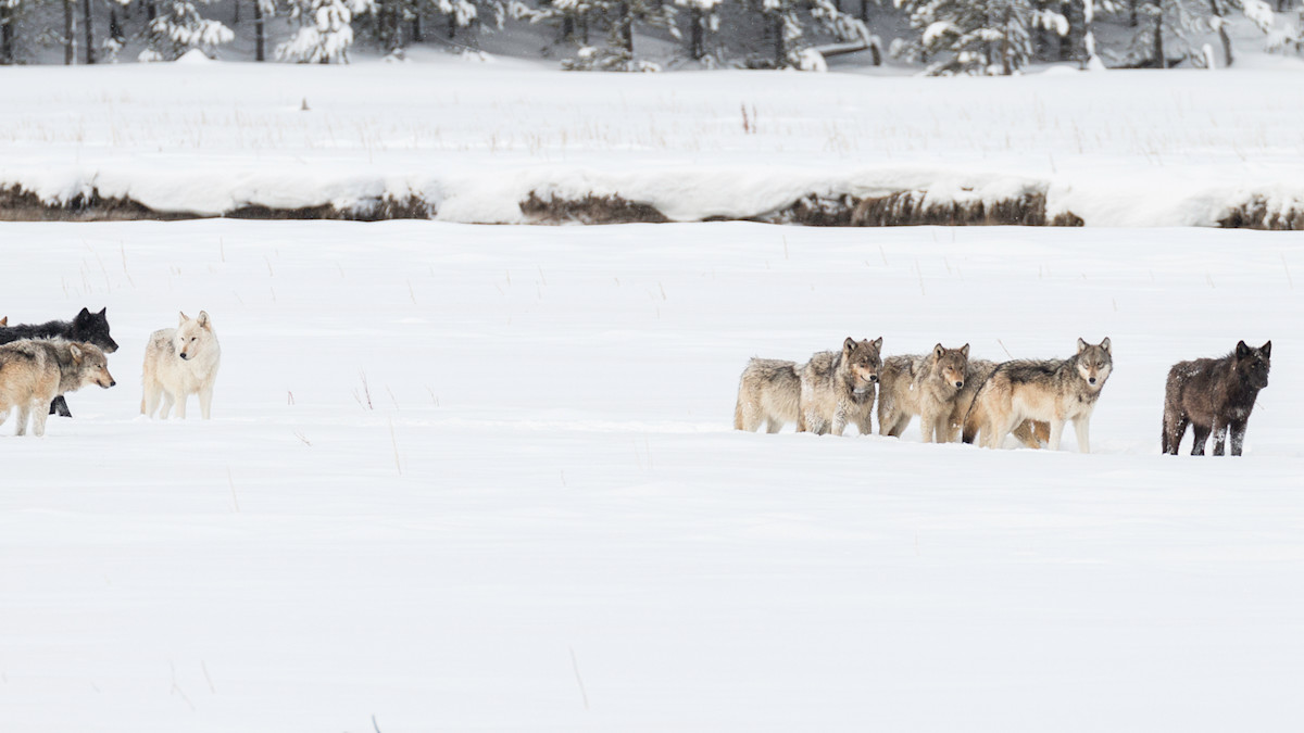 House Committee Passes Bill to Delist Gray Wolves–Permanently