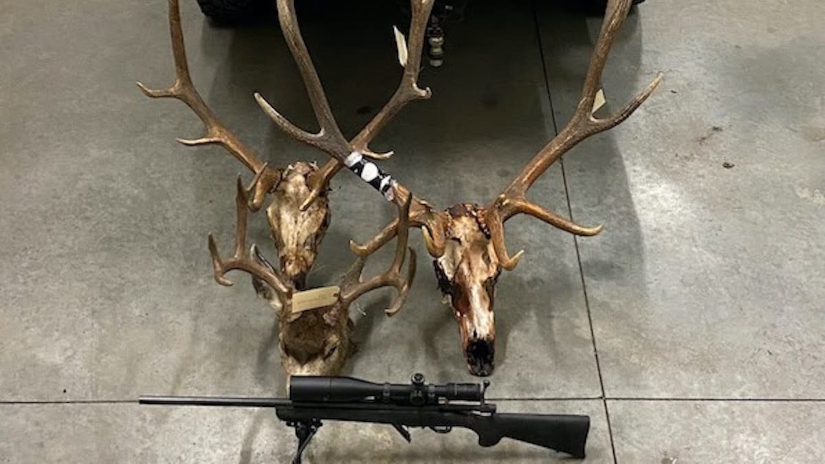 Elk Season Is Now Jail Season: Oregon Poacher Hit with Creative Sentence
