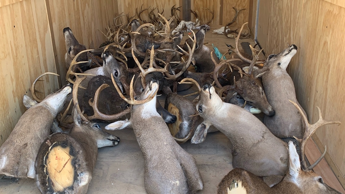 Tennessee Officials Confiscate 50 Deer Racks in Poaching Bust