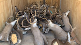 Tennessee Officials Confiscate 50 Deer Racks in Poaching Bust