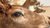Close-up of mounted deer eye with two mounted deer heads blurred behind