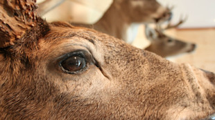 Close-up of mounted deer eye with two mounted deer heads blurred behind