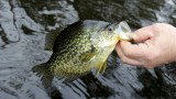 How to Catch Spring Crappie