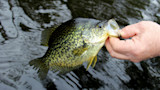 Speckled crappie held by an angler's hand over rippling dark water