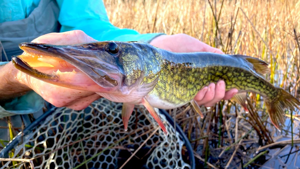Lake Snake Love: How to Catch Chain Pickerel