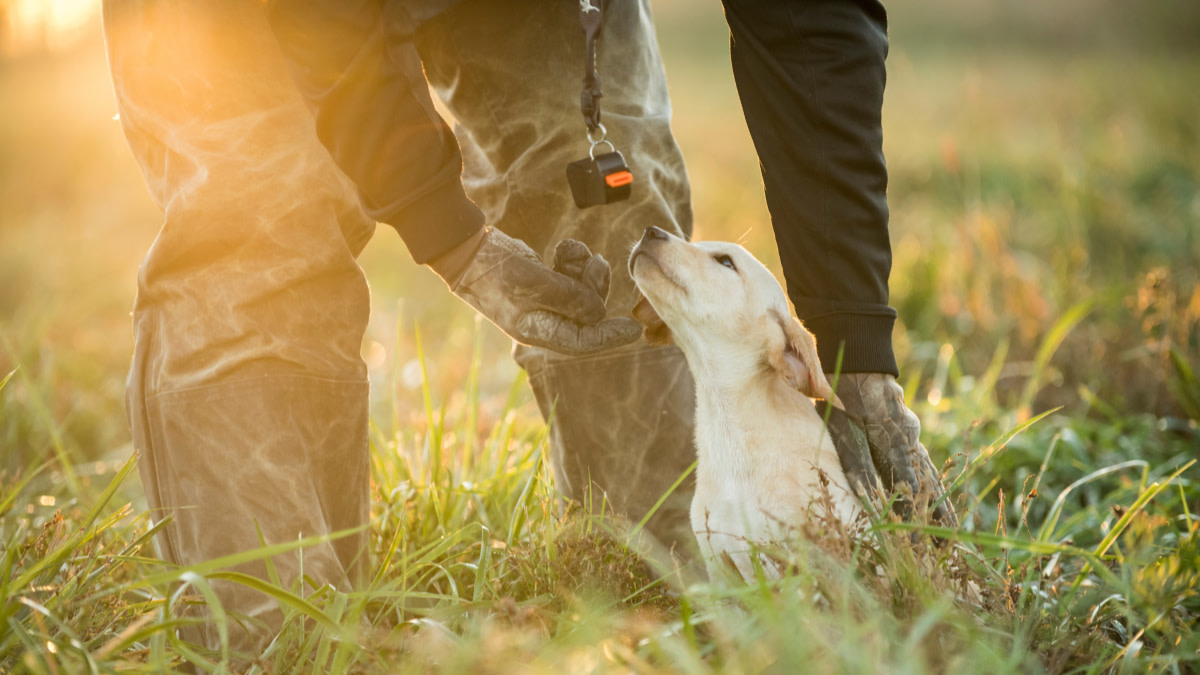 How to Introduce Your Puppy to Gunfire