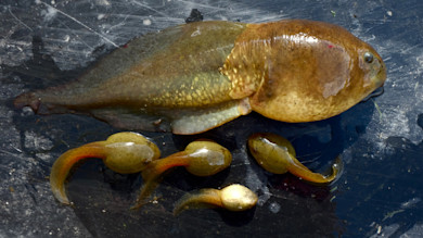 Large golden-brown tadpole and five smaller tadpoles on a wet dark surface