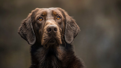 Brown retriever with wet fur staring upward against a soft, blurred background