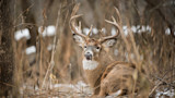 Rut Fresh Report: 11/19