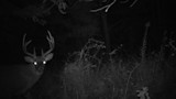 Trail-camera buck with large antlers at night, eyes glowing at forest edge