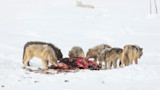 Pack of wolves feeding on a carcass in a snowy landscape