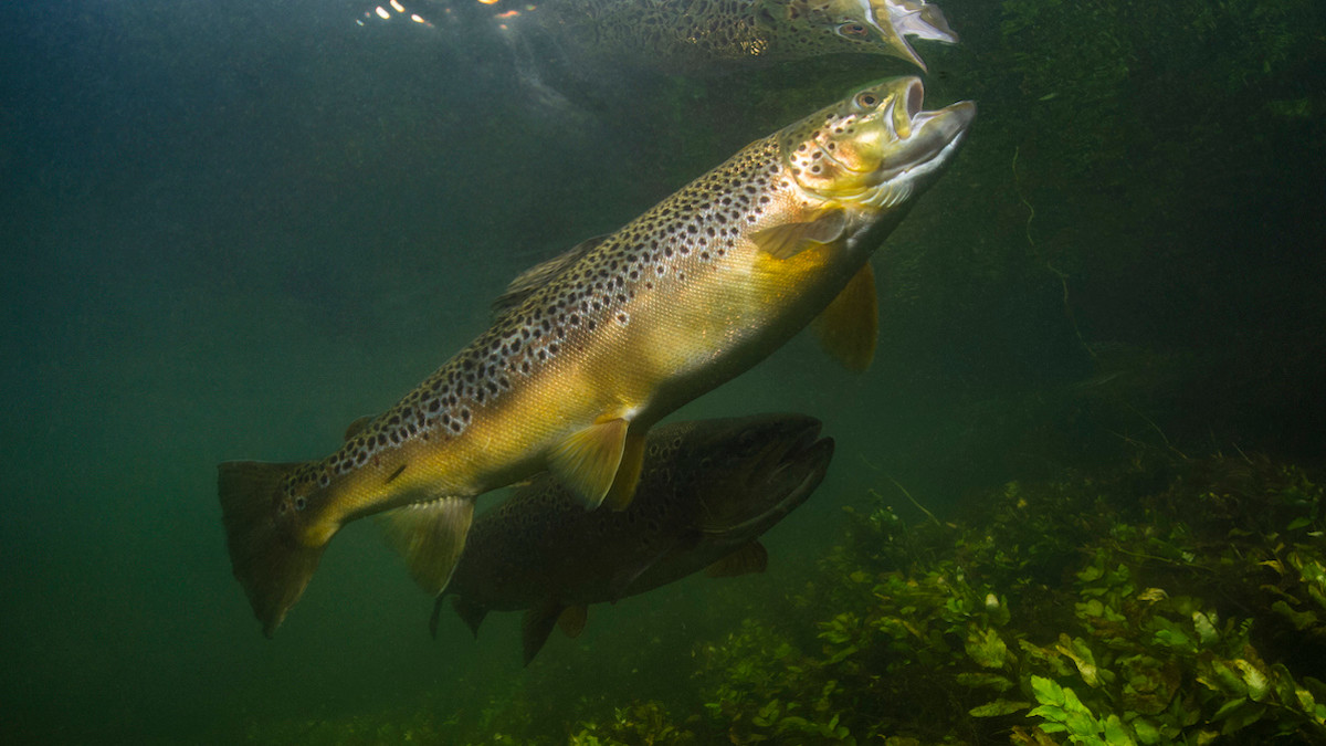 The American Dream: How Invasive Species Have Created New Fisheries
