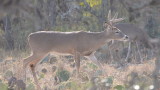 How to Use Fresh Sign to Kill a Rutting Buck
