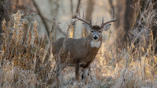 Mature whitetail buck with large antlers standing among frosted grasses and dried plants
